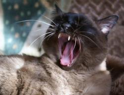 post-9204-0-62104600-1331259835_thumb.jp