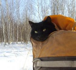 post-9204-0-87618900-1331259847_thumb.jp