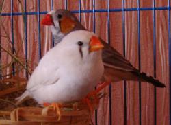 post-10462-0-00792300-1362806486_thumb.j