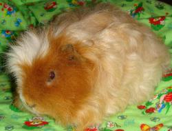 post-10462-0-66535200-1362806281_thumb.j