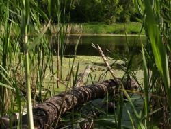 post-13075-0-02283400-1364273847_thumb.j