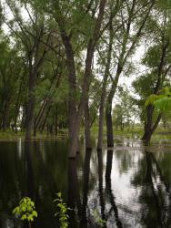 post-13075-0-32115100-1364273714_thumb.j