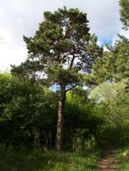 post-13075-0-64819100-1364273666_thumb.j