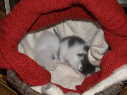 post-13075-0-64864500-1364630488_thumb.j