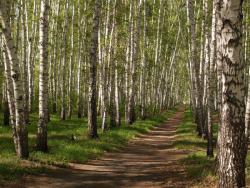 post-13075-0-93921500-1364273635_thumb.j