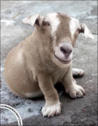 post-14555-0-24853900-1363980486_thumb.j