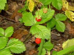 post-1724-0-29753600-1362905261_thumb.jp