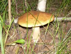 post-1724-0-36962600-1362905267_thumb.jp