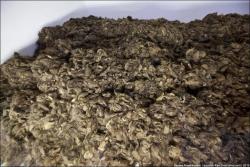 post-1724-0-89961700-1364746436_thumb.jp