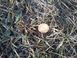 post-20472-0-15029000-1364189647_thumb.j