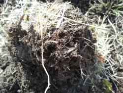 post-20472-0-34363600-1364303013_thumb.j