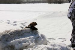 post-2202-0-42158700-1364134517_thumb.jp