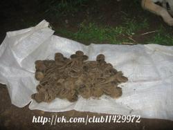 post-2838-0-35293600-1363154482_thumb.jp