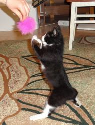 post-2898-0-12136200-1362923497_thumb.jp