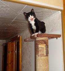 post-2898-0-94320100-1362923527_thumb.jp