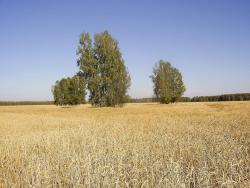 post-4485-0-86727000-1363270398_thumb.jp