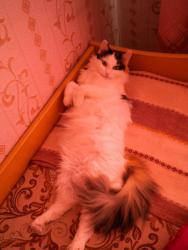 post-4632-0-30410000-1364645909_thumb.jp