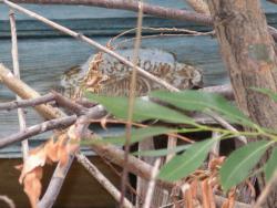 post-5426-0-45965600-1363670529_thumb.jp