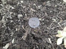 post-6086-0-72385200-1364644645_thumb.jp