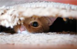 post-7006-0-70149500-1362925964_thumb.jp