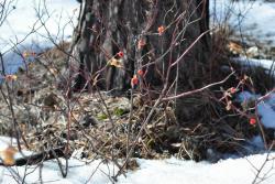 post-7597-0-32648400-1364658942_thumb.jp