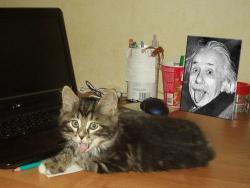 post-9540-0-05214000-1362664204_thumb.jp