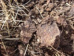 post-10462-0-26451100-1395587440_thumb.j