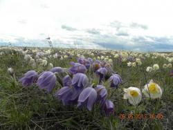 post-11631-0-15101900-1394381045_thumb.j