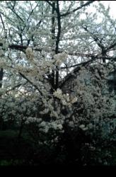 post-19230-0-80075900-1393674881_thumb.j