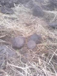 post-20232-0-37876900-1394992249_thumb.j