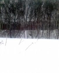 post-2401-0-87503400-1394717961_thumb.jp