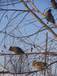 post-24709-0-65211800-1393657097_thumb.j