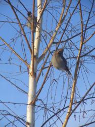 post-24709-0-99364700-1393657135_thumb.j