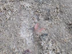 post-26744-0-40988600-1396188153_thumb.j