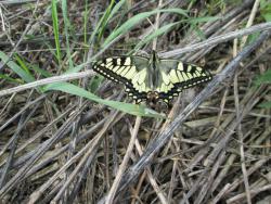 post-27143-0-63282300-1395502875_thumb.j