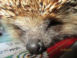 post-27143-0-89880900-1395502820_thumb.j