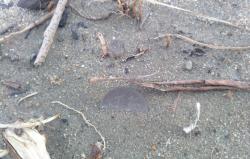 post-27646-0-55364500-1395149107_thumb.j