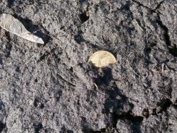 post-27675-0-86638300-1394274780_thumb.j