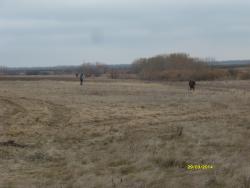 post-29766-0-59809600-1396289396_thumb.j