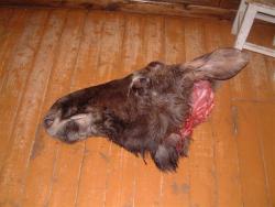 post-30631-0-75807700-1394616150_thumb.j