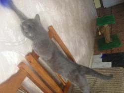 post-4820-0-27876200-1394947290_thumb.jp