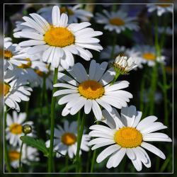 post-4989-0-19061000-1394170248_thumb.jp