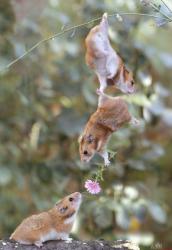 post-6423-0-32640300-1394203845_thumb.jp