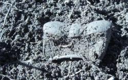 post-6890-0-19483300-1395516147_thumb.jp