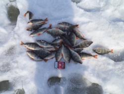 post-7121-0-71174900-1395752812_thumb.jp