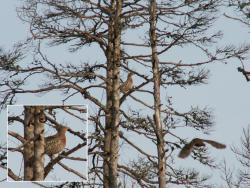 post-8942-0-10419700-1395922954_thumb.jp