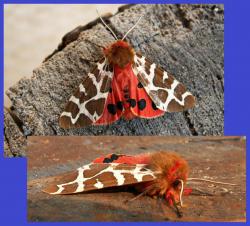 post-8942-0-21478900-1396149623_thumb.jp