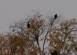 post-8942-0-39269200-1395923198_thumb.jp