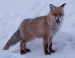 post-8942-0-51115900-1395747580_thumb.jp