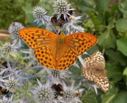 post-8942-0-52359200-1396149794_thumb.jp